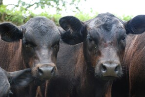 Welcoming Committee, KK Brangus heifers