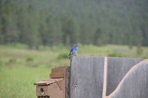 Plentiful bluebirds to be viewed.