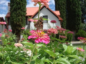 Courtyard flowers -- Patio Apartments are in house beyond.