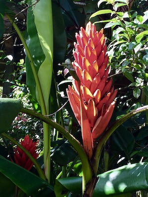 Red Ginger 