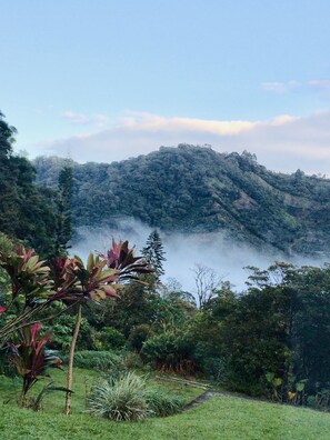 Caña India plants (Tungkod-pare).  Cloud mist rolling through valley.