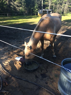 DARE Electrobraid fencing is around our pastures
