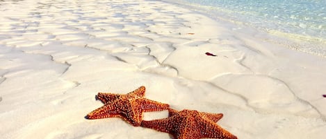 Starfish in the 'front garden' at Ocean Daze Estate, Windermere Island.