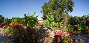 Casa Oliva Through The Vineyard