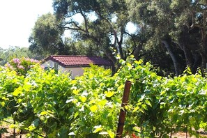 Casa Oliva Through Vineyard