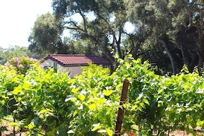 Casa Oliva Through Vineyard