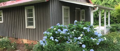 Beautiful Hydrangeas bloom in spring and early summer!