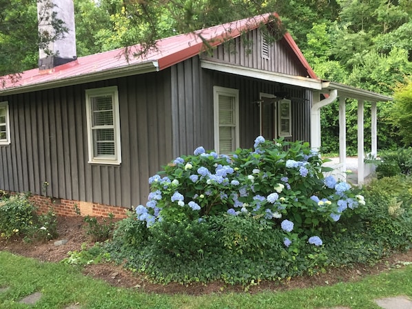 Beautiful Hydrangeas bloom in spring and early summer!