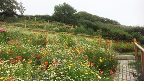 Terraced garden with wildflowers