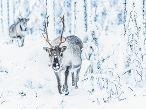 Wintersport/Ski
