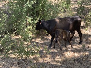 Our closest neighbors are shy. Please drive carefully, they may be on the road.