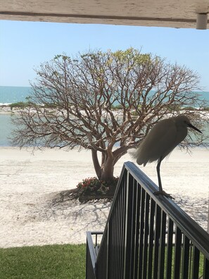 Beautiful birds and eagles are a common sight!