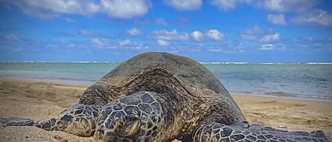 Turtles every day and night.