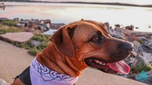 Dog friendly (outside) on application