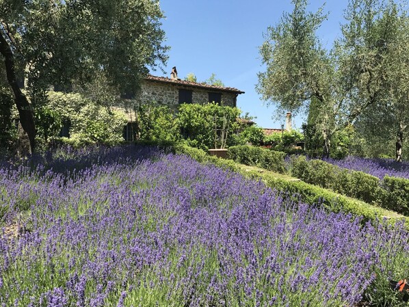 Building Exterior, Garden