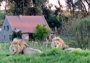 Lion House the backdrop to the majesty of Prince Shadow & Prince Chance. 