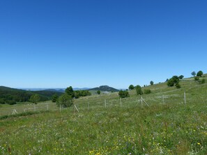 Prairie fleurie en juin
