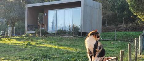 Bungalow vista do exterior com um gato tranquilo para a foto