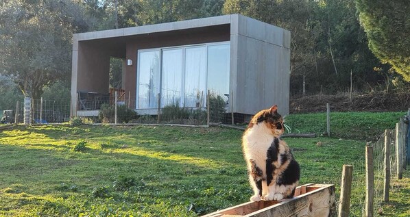 Bungalow vista do exterior com um gato tranquilo para a foto