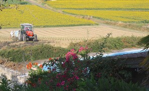 Work on the new vineyard in front of Le Rusthe.