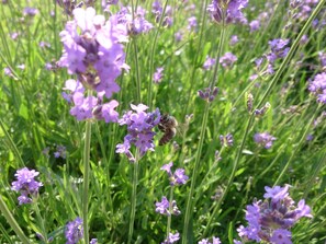 Eine Biene auf einem Lavendel
