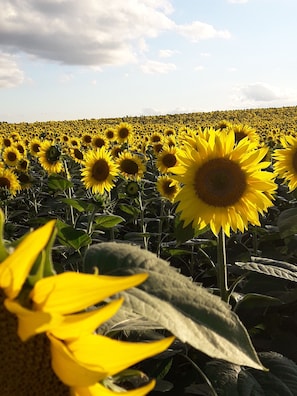 if you get to see the sunflowers they are stunning, just make you smile