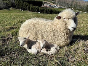 Emily our pet sheep with her twins 28/7/23. She is currently pregnant.