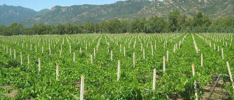 Áreas de la propiedad