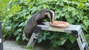 Resident badgers! These are within our grounds but away from the holiday lets.