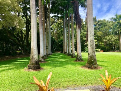 Royal Palm Grove. View from private lanai. Weddings Planned here.