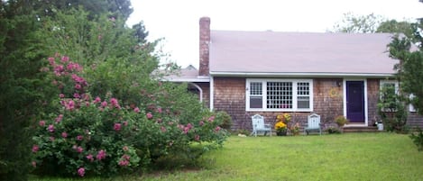 A rose of Sharon welcomes you!