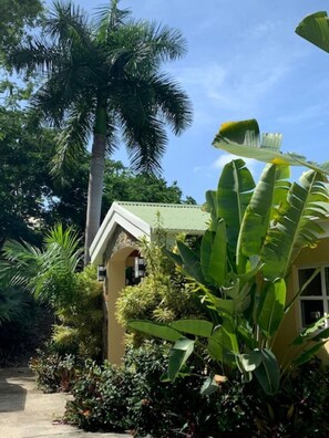 Royal Palm