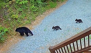 Some local residents stop by for a visit!