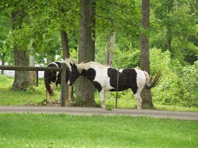  Central location: to bardstown bourbon trail, fishing lake , keeneland.  