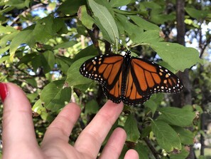 Monarch butterfly. They migrate through our property every year.