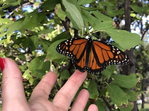 Monarch butterfly. They migrate through our property every year.