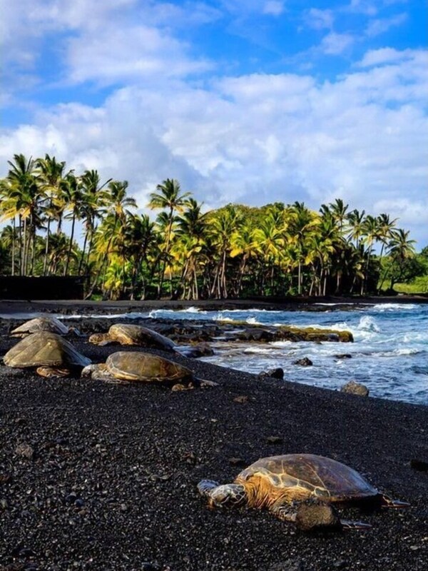 Sea Turtles on the Black Sand Beach