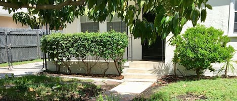 Our walkway and driveway enjoy shade from a large Sapodilla tree.