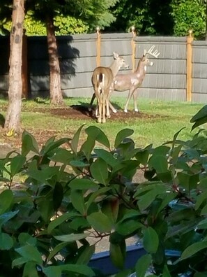 That is a real deer checking out the "fake" one.