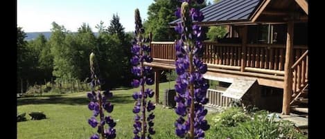 Summer view