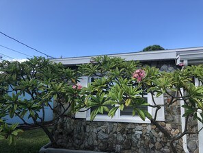 Lots of beautiful Plumeria