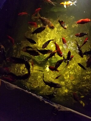 koi pond