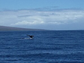 Whale watching right off the Ocean Deck