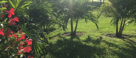 View on patio to preserve 