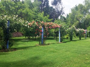 Roses blooming in Spring. Nut trees behind.