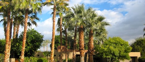 The house with the Palms