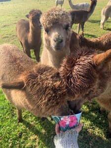 Farm Stay with Alpacas