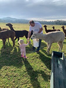 Farm Stay with Alpacas