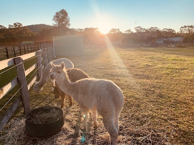 Farm Stay with Alpacas