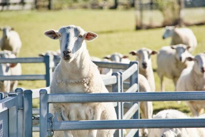 Farm Stay with Alpacas